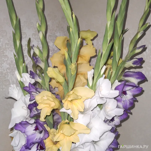 превью изображения отзыва