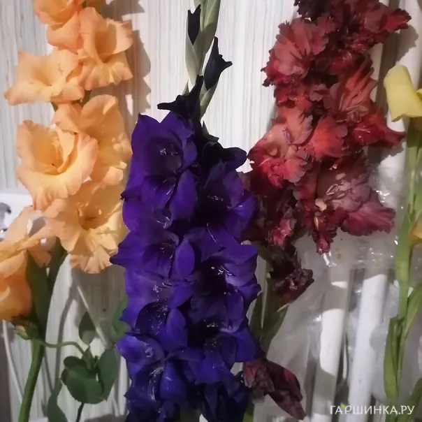 превью изображения отзыва