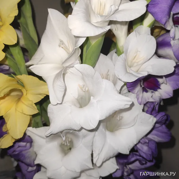 превью изображения отзыва