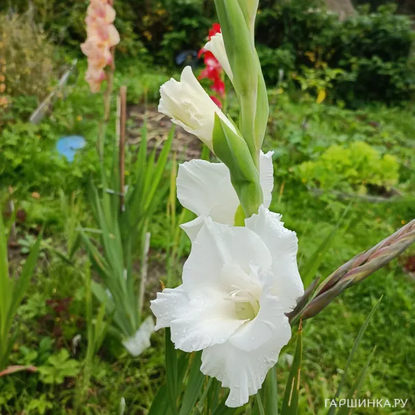 превью изображения отзыва