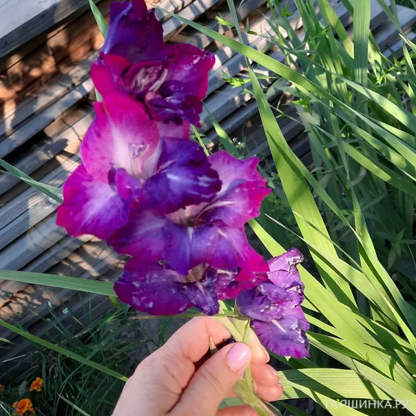 превью изображения отзыва