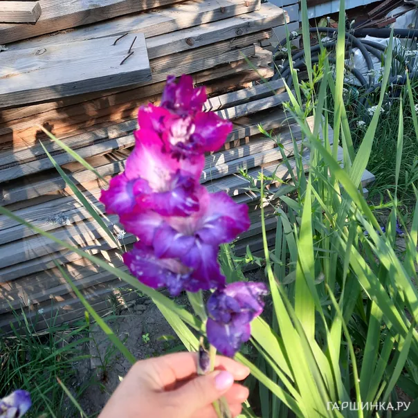 превью изображения отзыва