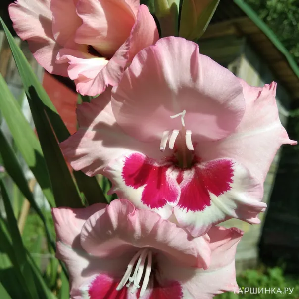 превью изображения отзыва