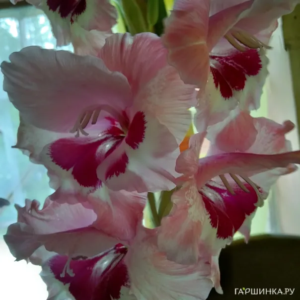 превью изображения отзыва