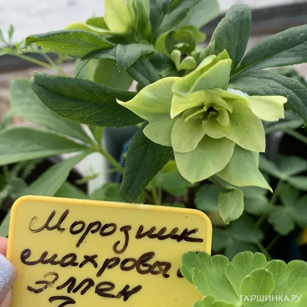 превью изображения отзыва