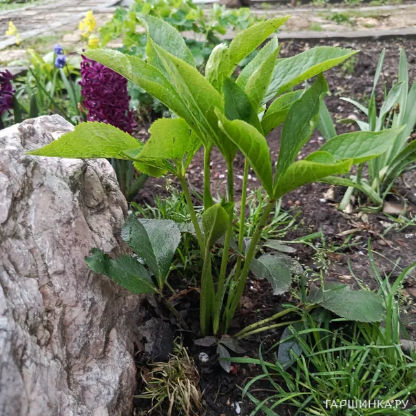 превью изображения отзыва