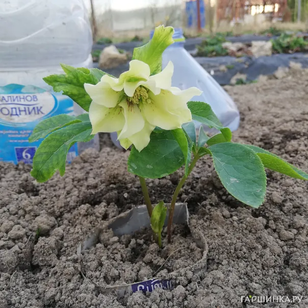 превью изображения отзыва