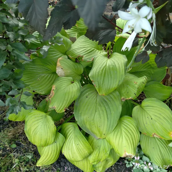 превью изображения отзыва