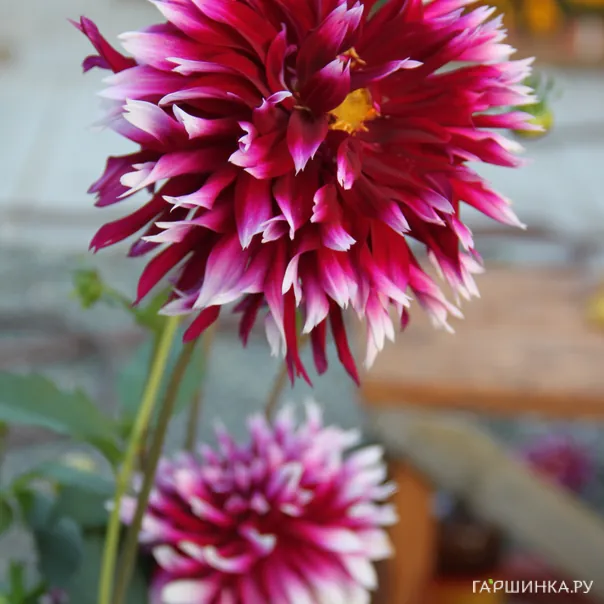 превью изображения отзыва