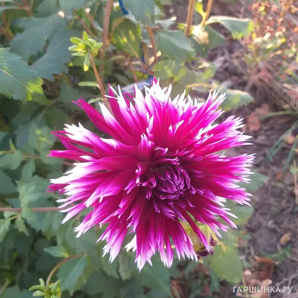 превью изображения отзыва