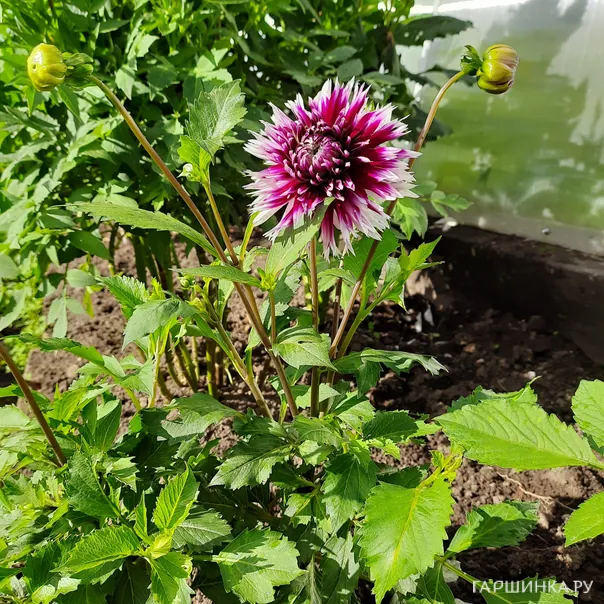 превью изображения отзыва