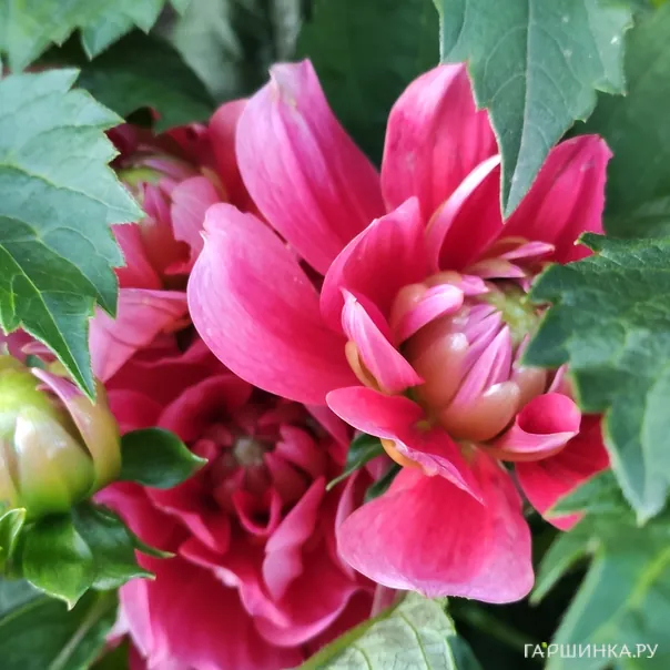 превью изображения отзыва