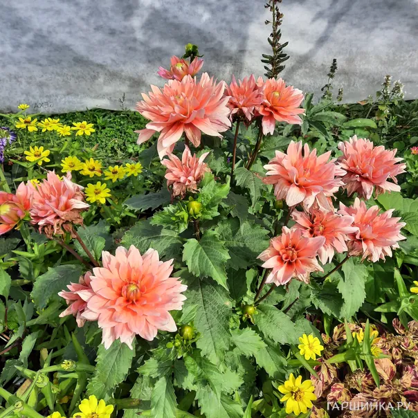 превью изображения отзыва