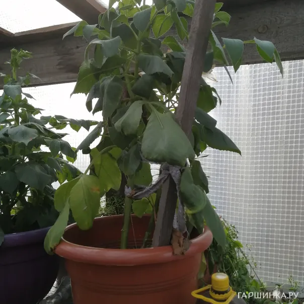 превью изображения отзыва