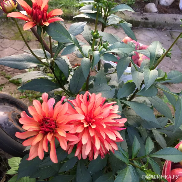 превью изображения отзыва