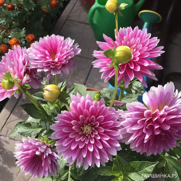 превью изображения отзыва