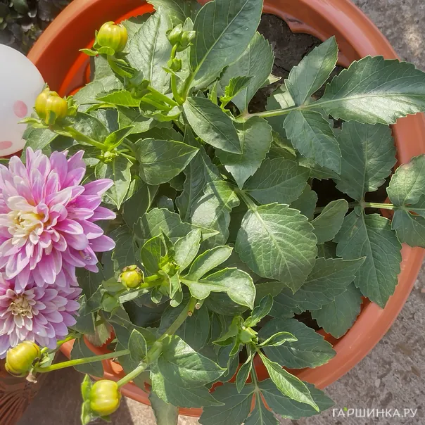 превью изображения отзыва