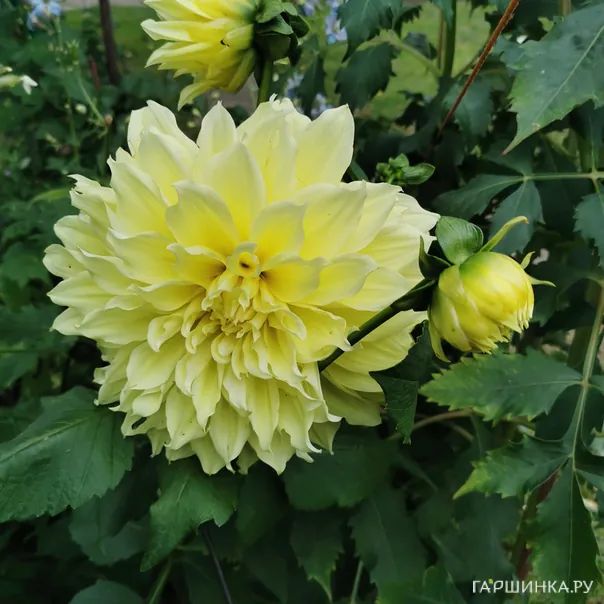 превью изображения отзыва