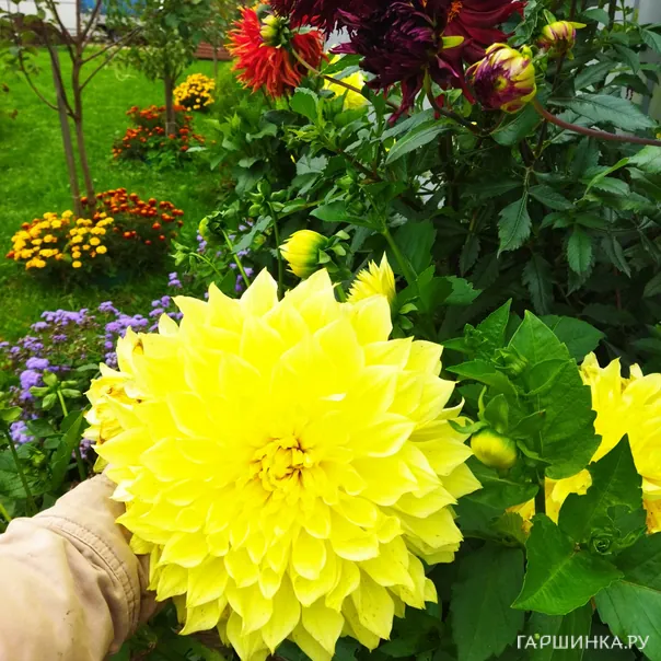 превью изображения отзыва