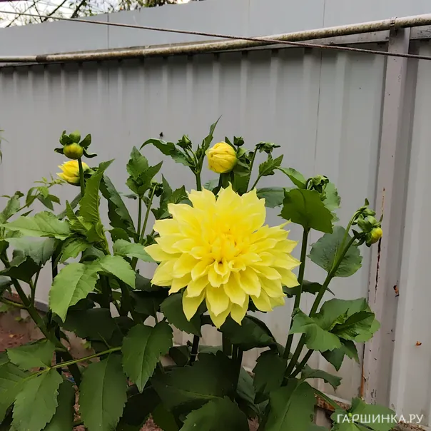 превью изображения отзыва