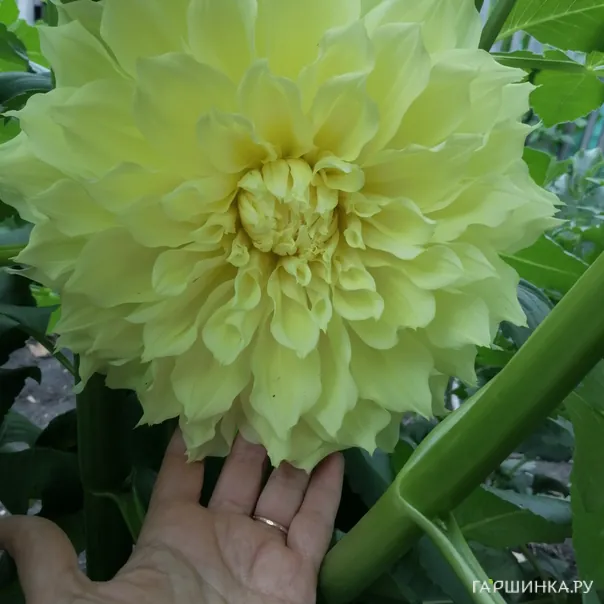 превью изображения отзыва