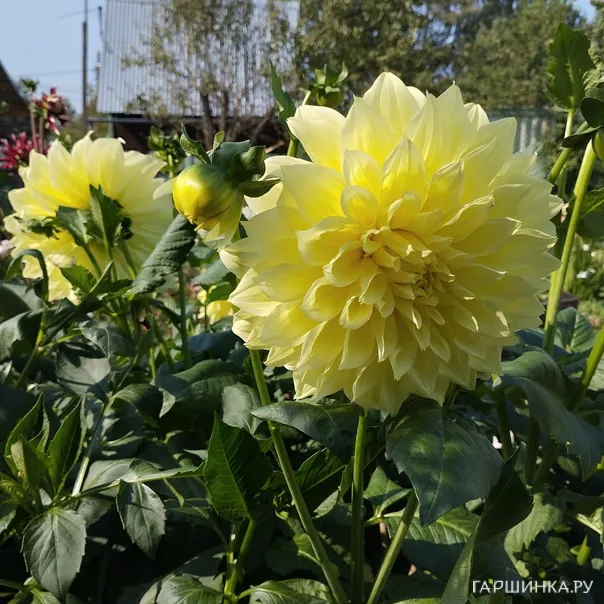 превью изображения отзыва