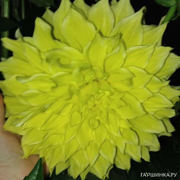 превью изображения отзыва