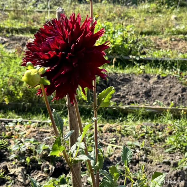 превью изображения отзыва