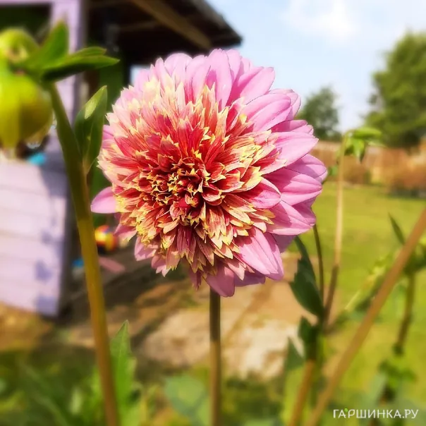 превью изображения отзыва