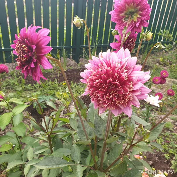 превью изображения отзыва