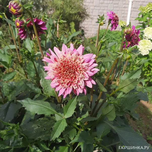 превью изображения отзыва