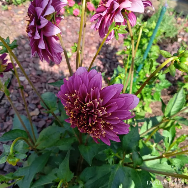 превью изображения отзыва