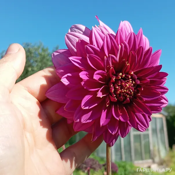 превью изображения отзыва