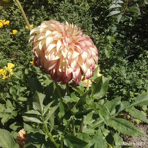 превью изображения отзыва