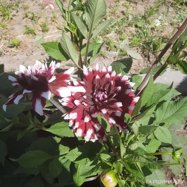 превью изображения отзыва