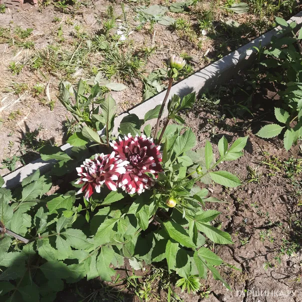 превью изображения отзыва