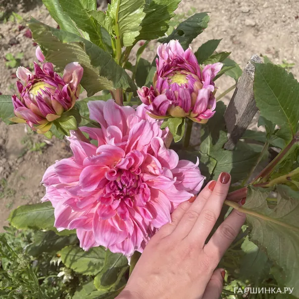 превью изображения отзыва