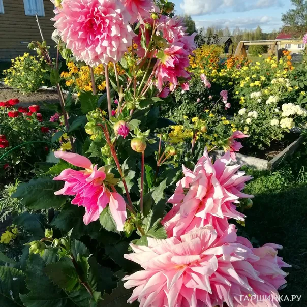 превью изображения отзыва