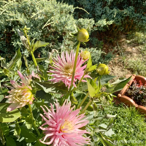 превью изображения отзыва