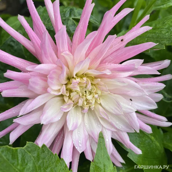 превью изображения отзыва