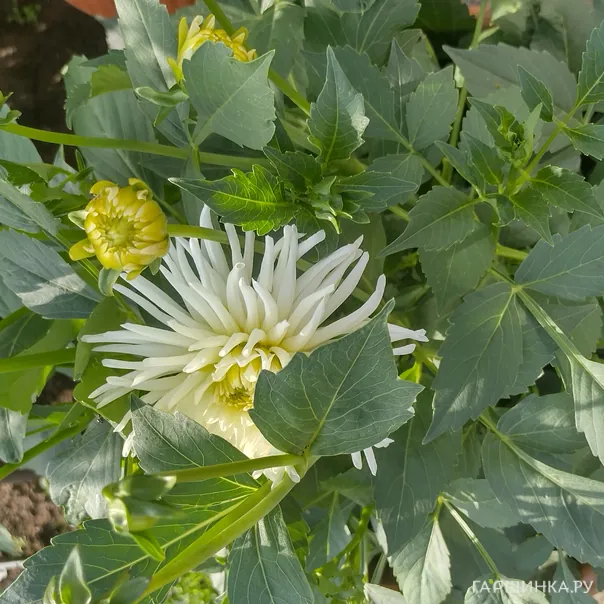 превью изображения отзыва