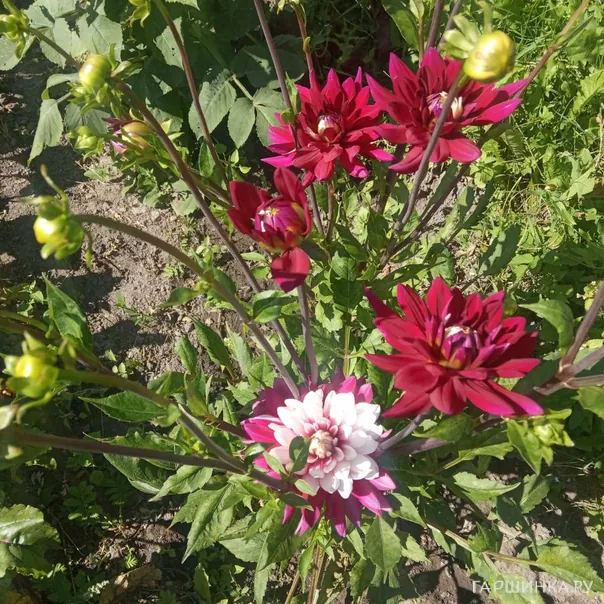 превью изображения отзыва