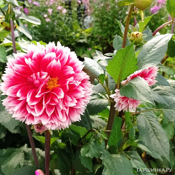 превью изображения отзыва