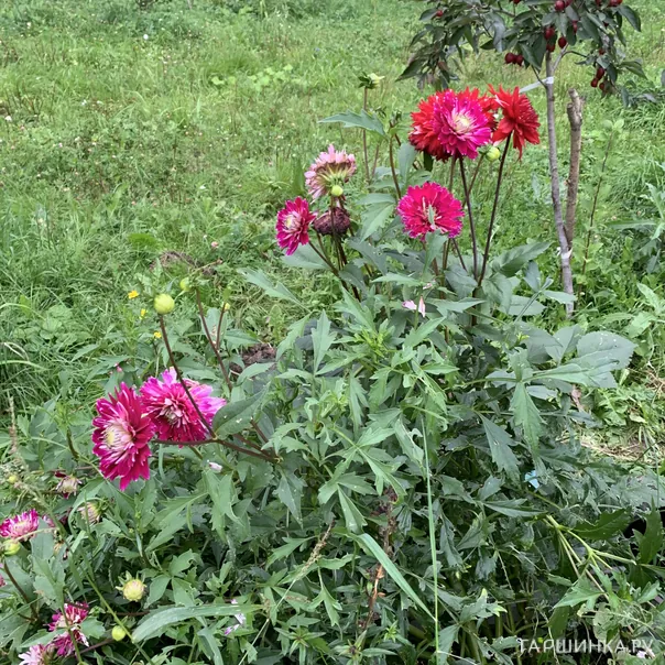 превью изображения отзыва