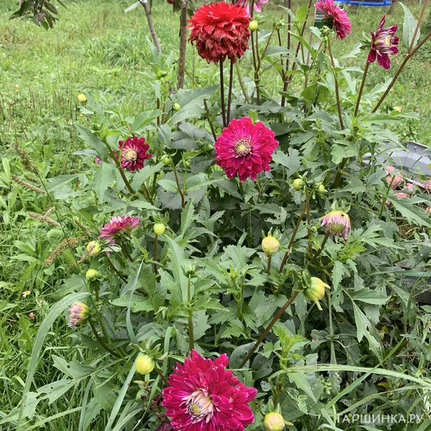 превью изображения отзыва