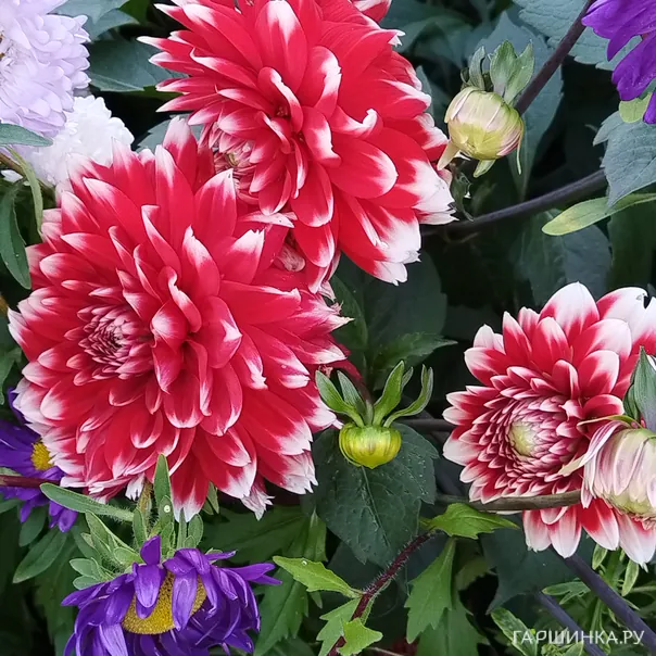 превью изображения отзыва