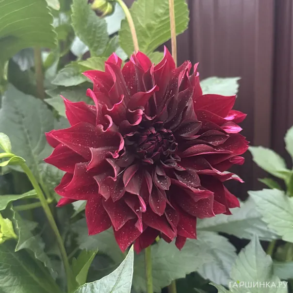 превью изображения отзыва