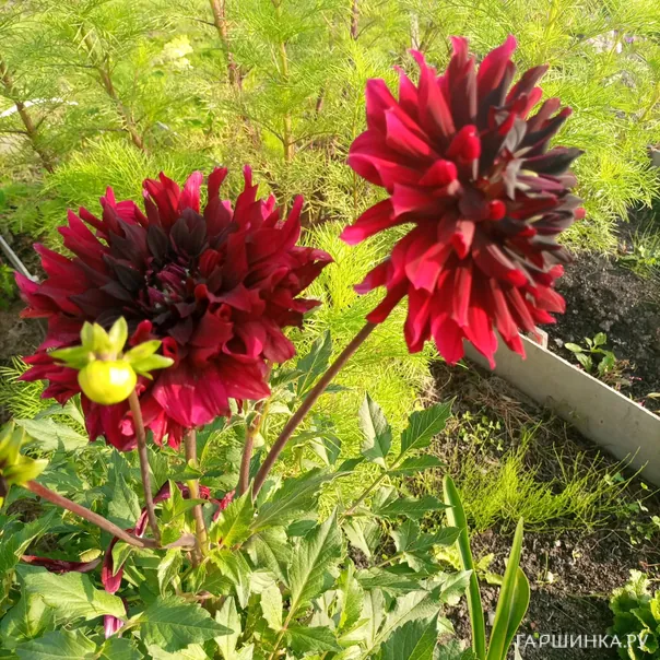 превью изображения отзыва