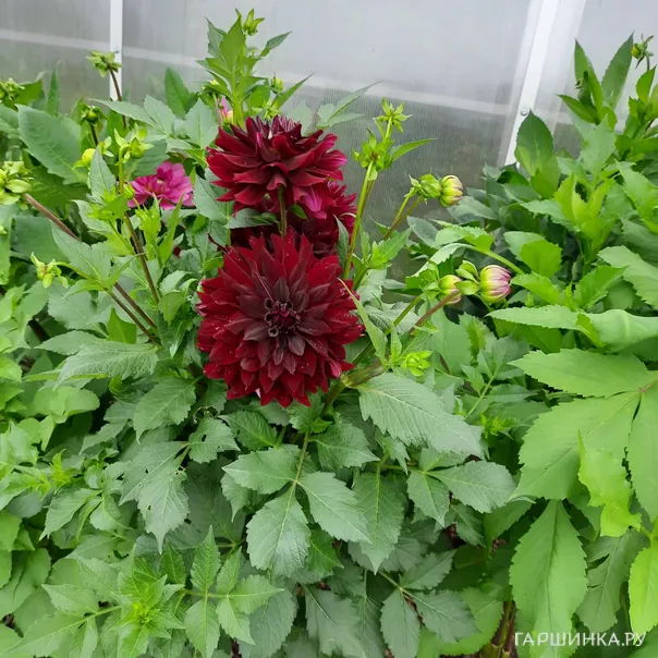 превью изображения отзыва