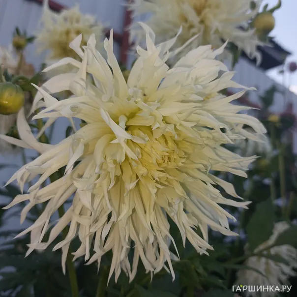 превью изображения отзыва